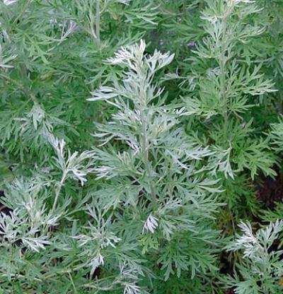 Fehér üröm (Artemisia absinthium) -Egyéb nevei: abszintüröm -Család: