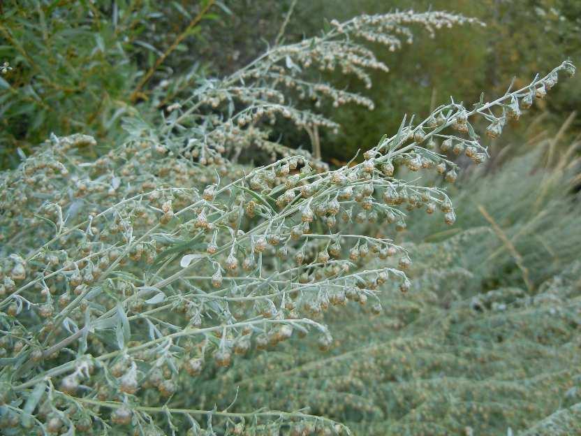 Fehér üröm (Artemisia absinthium) 30-90 cm, dúsan ágas, felálló szárú évelő Levele