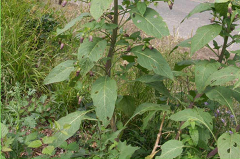 Nadragulya (Atropa bella-donna) -Egyéb nevei: maszlagos nadragulya -Család: Solanaceae -Drog: Belladonnae folium, Belladonnae radix, Belladonnae