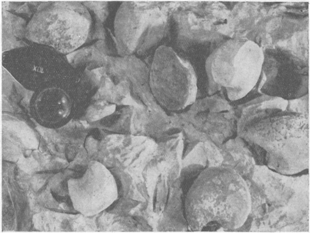 Megalodontidái szerint Frech F. (1912a) hat szintre osztotta fel, az alpi szelvények revíziója nyomán azonban ez a beosztás már elavult. L a с z к ó D.