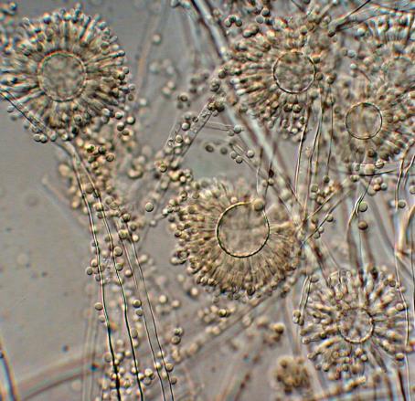 anyagcseretermékek szisztematikus vizsgálata során Aspergillus versicolor szűrletéből izolálták. Előfordul gabonafélékben, fűszerekben, sajtban, kávéban, beltéri porban, de detektálták ivóvízben is.