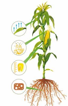TERMÉS szilárd növény felépítés, gyökértől a címerig zöldszáron érés legjobb genetika kevesebb vízfelhasználás egységnyi terméshez Hatékony vízfelhasználás, fejlettebb sztóma kontroll Kiváló minőségű