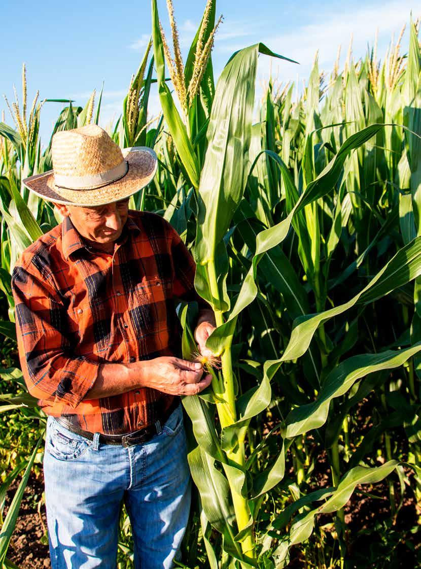 GOSZ-VSZT Kukorica Posztregisztrációs Fajtakísérletek Ez a kísérleti rendszer hivatott arra, hogy objektív eredmények birtokában kipróbált hibridek közül válasszanak a termelők kukoricafajtákat.
