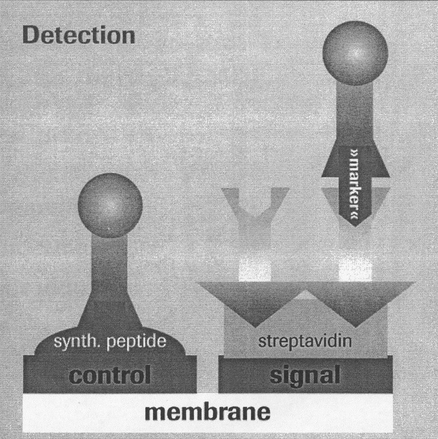 MŰKÖDÉSI ELV- DETEKTÁLÁS Kontroll: Az arannyal jelzett anti-marker MAB2 (az adott markerre specifikus monoklonális antitest 2) a szintetikus peptidhez kötődik Negatív reakció: A streptavidinnel