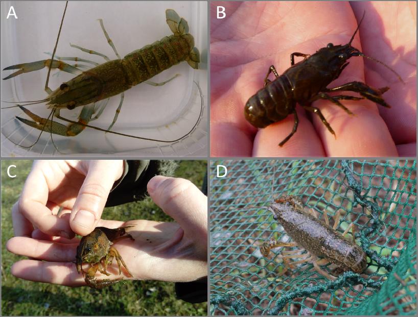 Szendőfi et al. / Pisces Hungarici 12 (2018) 47 51 idegenhonos rákfajból.