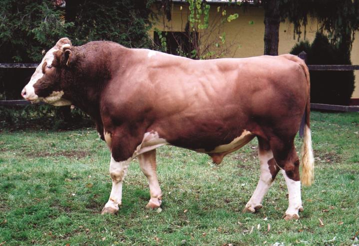 12856 Horwein, szül.: 1986.