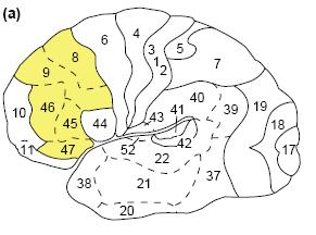 És ismét a homloklebeny Dorzolaterális prefrontális kéreg -Tervezés, mérlegelés