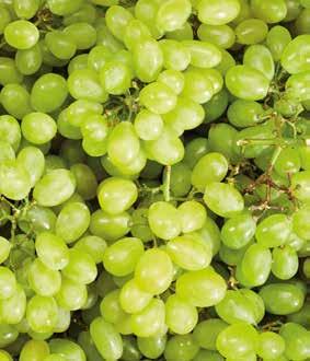Legkisebb átmérő: minimum 70 mm**  bio  /kg -33% 299 Ft 500 g -25% 399 Ft 2 NARANCS 199Ft BIO