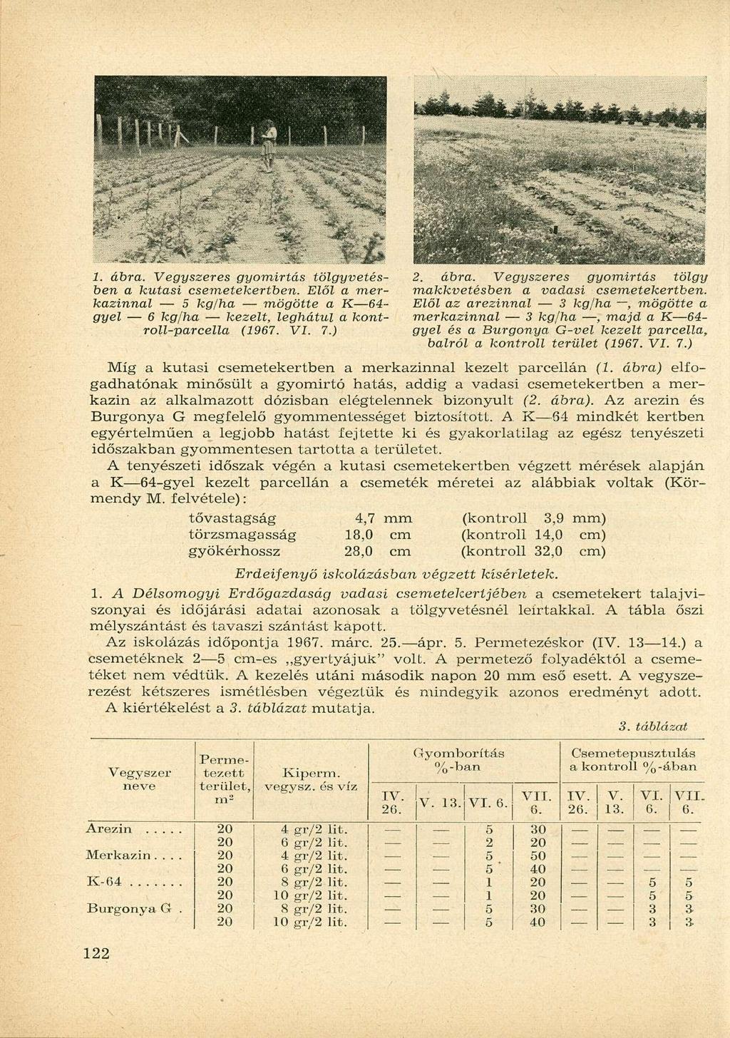 1. ábra. es gyomirtás tölgyvetésben a kutasi csemetekertben. Elől a merkazinnal kg/ha mögötte a K64-2. ábra. es gyomirtás tölgy makkvetésben a vadasi csemetekertben.