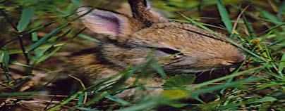 Erdõn, mezõn Az erdei nyúl Márok Tamás A mezei nyúl (Lepus europaeus) fő élőhelyeként a nagy nyílt síkságokat szokták emlegetni.