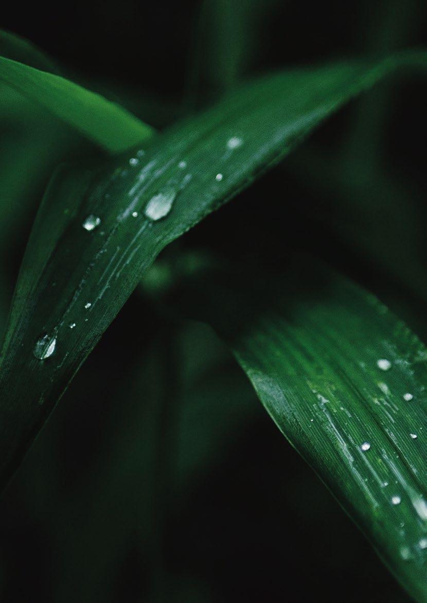 The Pure Eco
