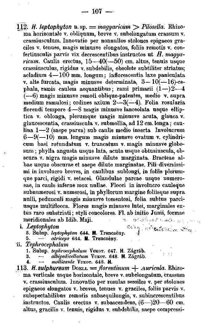 107 112', H. leptophyton n. sp. = magyarkum >> Pilosella. KhizcH ma horizontale v. obliquum, breve v. subelongatum erassum v. crassiusculum. Innovatio per nonnullos stolones epigaeos graciles v.