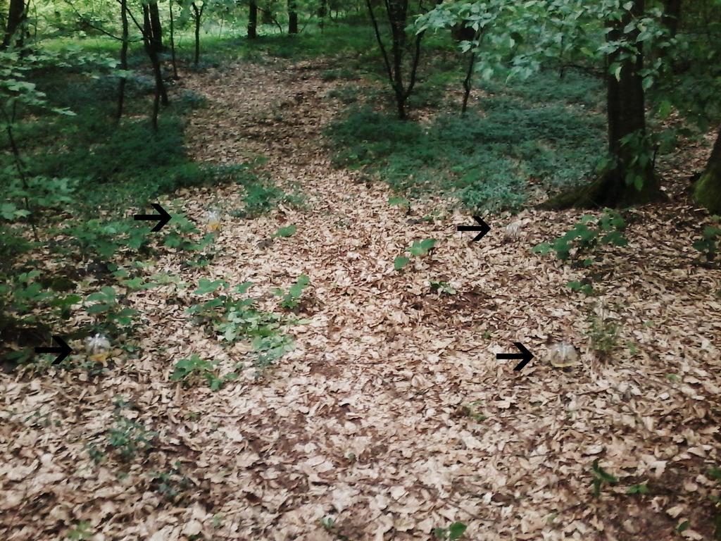 6. ábra: A harmadik vizsgálati terület (saját fotó) A negyedik számú vizsgálati terület koordinátája: 48 01'12.2"N 23 02'35.