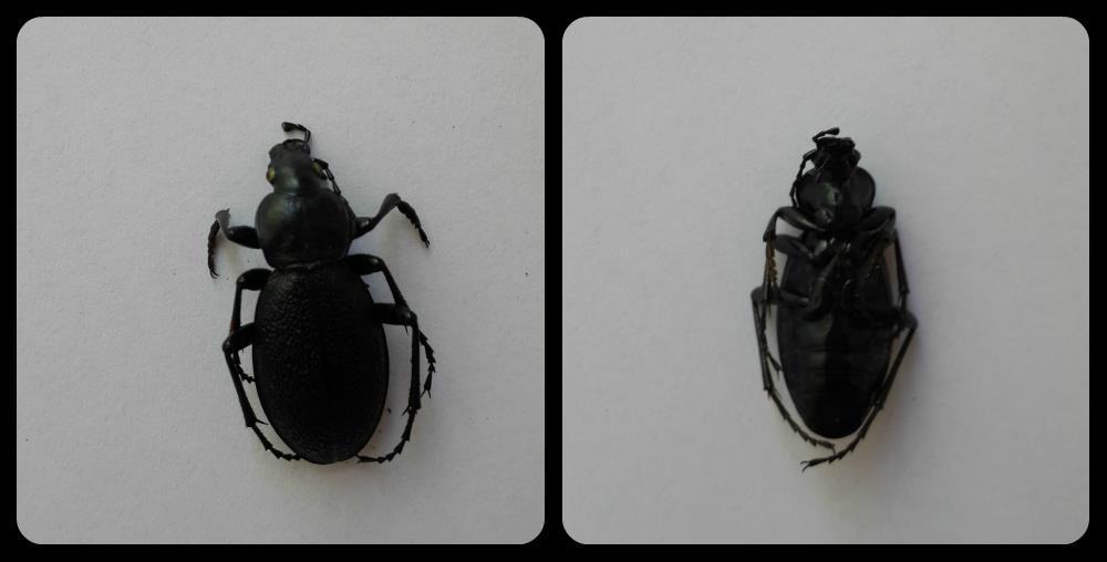 3.4. A befogott fajok jellemzése 3.4.1. Carabus coriaceus Bőrfutrinka (101 db) 10.