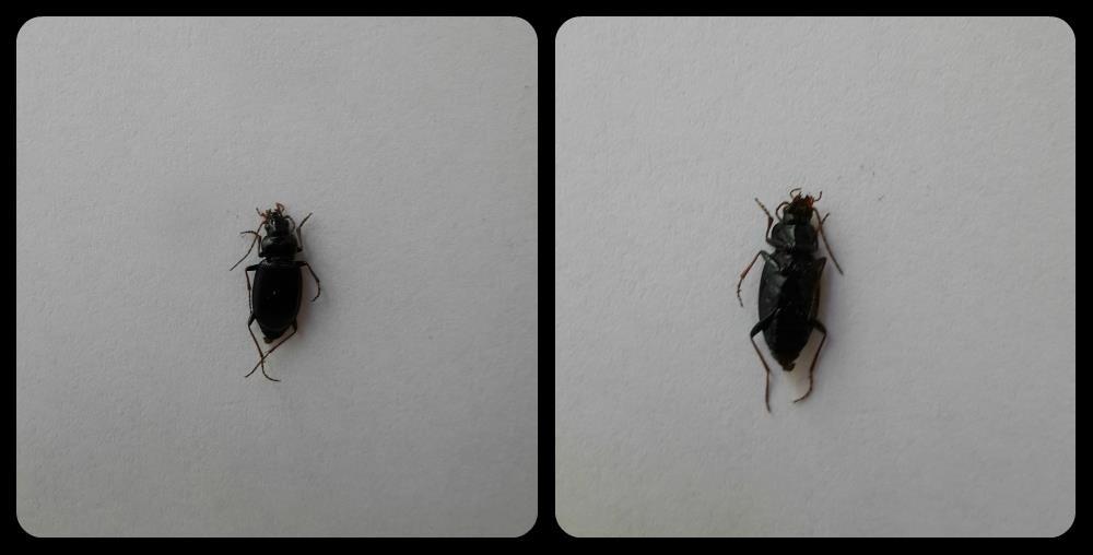3.4.4. Harpalus rufipes Nagy selymesfutrinka (70 db) 13. ábra: Nagy selymesfutrinka (saját fotó) Megjelenése: A kifejlett bogár 14-16 mm hosszú, szurokfekete színű, a lábak és a csápok sárgásvörösek.
