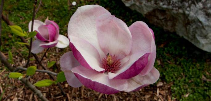 URBANCSEK JÁNOSNÉ tanárnő emlékfája, egy nagyvirágú liliomfa (mokuren), Magnolia soulangeana Rustica Rubra, mely 2013-ban, a tanárnő fiai, Dr.