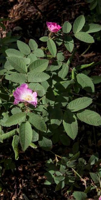 ÁRPÁD volt, aki 1924-ben, mint Rosa sancti-andrae írta le a fajt. Az iskolai botanikus kertben lévő tő HORVÁTH KÁROLY, jelenleg nyugalmazott váci iskolaigazgató ajándéka.
