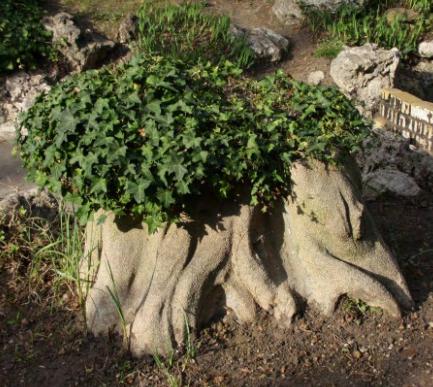 132 2010-ig látható volt a forrás mellett egy bűzcserje (Orixa japonica) (Japán, D-Korea). A forrással szemben az út jobboldalán két, harmincas években telepített 133 növény látható.