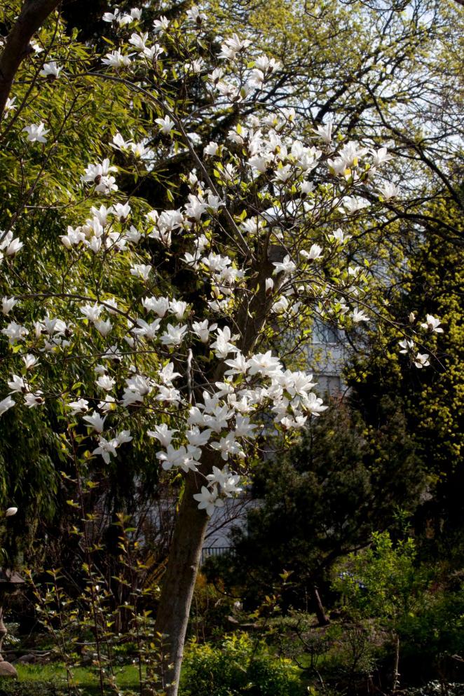 Japán liliomfa a Daru