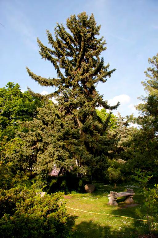 A nyitvatermők közül a szúrós luc (Picea pungens) és a simafenyő (Pinus strobus) SZÁNTÓ FERENC tanár úr 60-as évekbeli ültetése. A szúrós luc és a simafenyő.