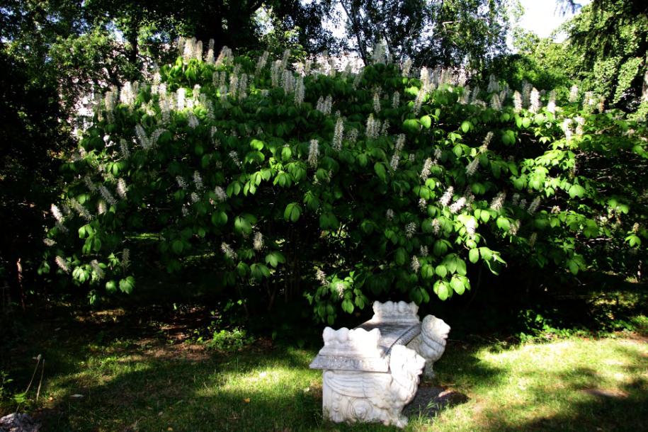 Cserjés vadgesztenye virágzáskor. (Fotó: KÖLES GÁBOR) A lugas mögötti koros árbocfák, más néven kínai mahagónik (Toona sinensis) állnak.