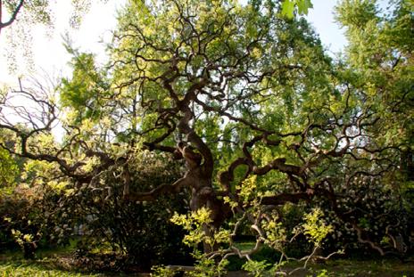 hatással rendelkező és hosszú életű páfrányfenyő (Ginkgo biloba) (icho) (Kína), melynek két egyede is itt helyezkedik el.