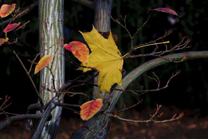 syn. Acer grosseri var. hersii), ez utóbbi Dr. ORLÓCI LÁSZLÓ tanár úr közreműködésével a 2000-es évek elején került ide.