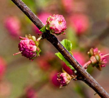 -tól K- Szibériáig), továbbá Wisteria sinensis, Acer ginnala (amur-kaede) (K-Ázsia), Hibiscus syriacus teltvirágú alak, melyek utódai a kertben mai napig megtalálhatók.