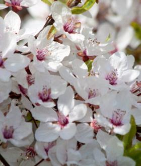 yedoensis Shidare Yoshino ), japán hegyicseresznye (P. nipponica Ruby ), japán díszmeggy (P.