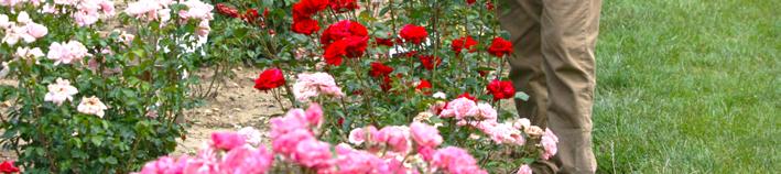into every garden, every house, and on every dining table, giving happiness and joy to everybody.
