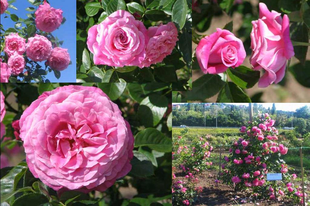 Since 2007 several hundreds of the Márk rose Saint Elisabeth of Hungary have been planted in public and private gardens all over the world.