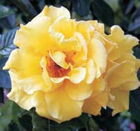 Varieties with above
