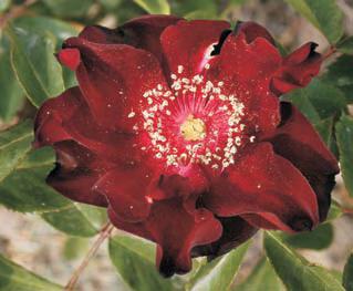 Varieties that endure