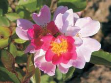 Márk rose
