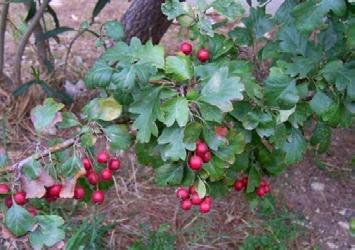 ábra Fekete termésűek Crataegus nigra (Magyar galagonya) C.