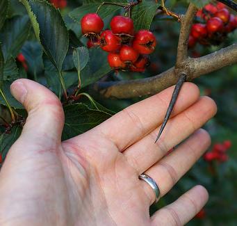 5. ábra Crataegus crus-galli ága és ágtöviséből font töviskoszorú Ágtöviseivel feltűnő fajnak számít, viszont ennek köszönheti, hogy a francia népi vallásosságban kiemelkedő szerepet kapott: Jézus