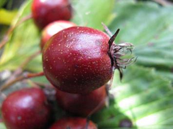 ábra Termő hajtások Crataegus punctata C.