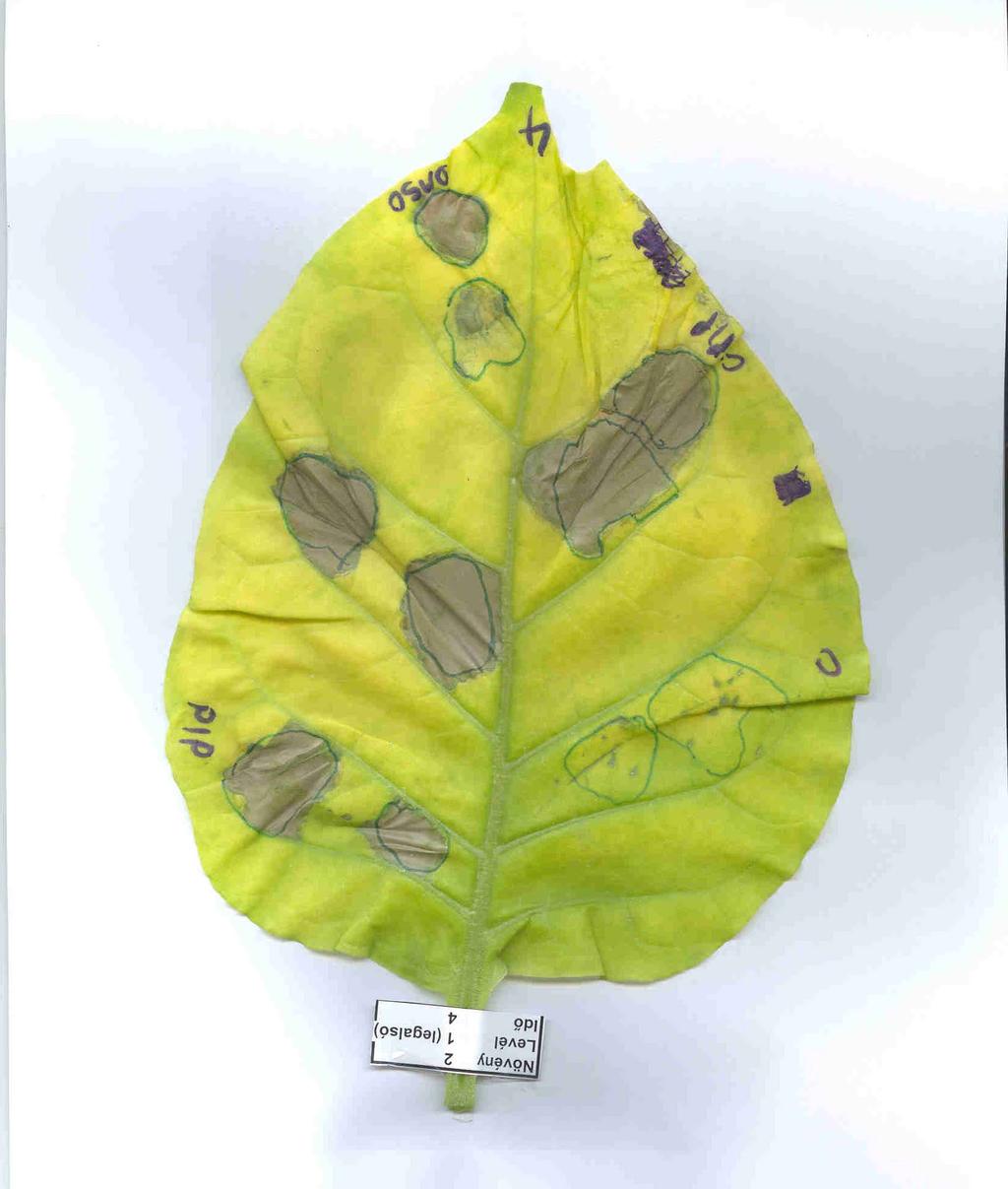 nélküli kontroll, DMSO Dimetil szulfoxid, oldószer, V víz, PIP - piperonilsav, hrcc - P. syringiae hrcc).az órák előkezelés és felülfertőzés között eltelt időt jelzik.