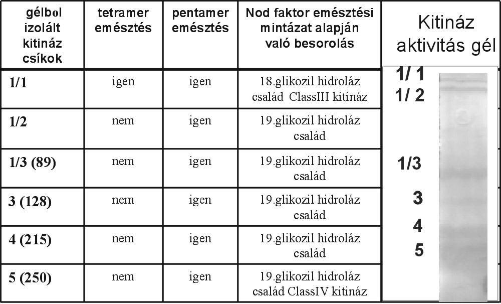 bizonyult (ld. még 1.3. pontot) és kis mérete, tisztasága miatt nem zavarhatja meg a nagy felbontású fehérje elválasztó gélek EBR-ről alkotott képét.