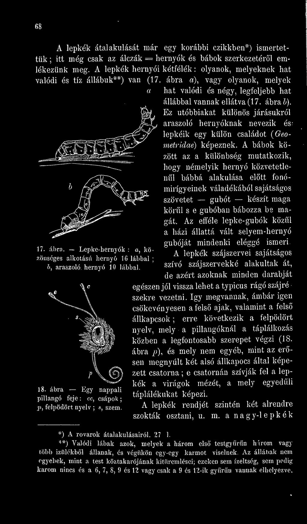 18. ábra Egy nappali pillangó feje : cc, csápok ; p, felpödört nyelv ; s, szem. a hat valódi és négy, legfeljebb hat állábbal vannak ellátva (17. Ez utóbbiakat ábra b).