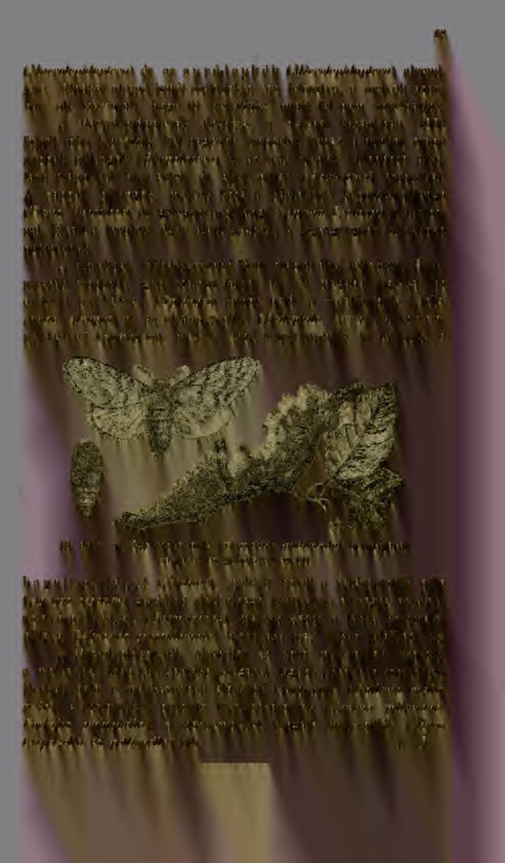 A Macrolepidopterák alrendje, a melybl hazánkban 1000 fajnál több tenyészik, két nagyobb csoportot képez, a bunkós csápú nappali pillangók (Bhopalocera) és az ivar szerint különböz alkotású csápokkal