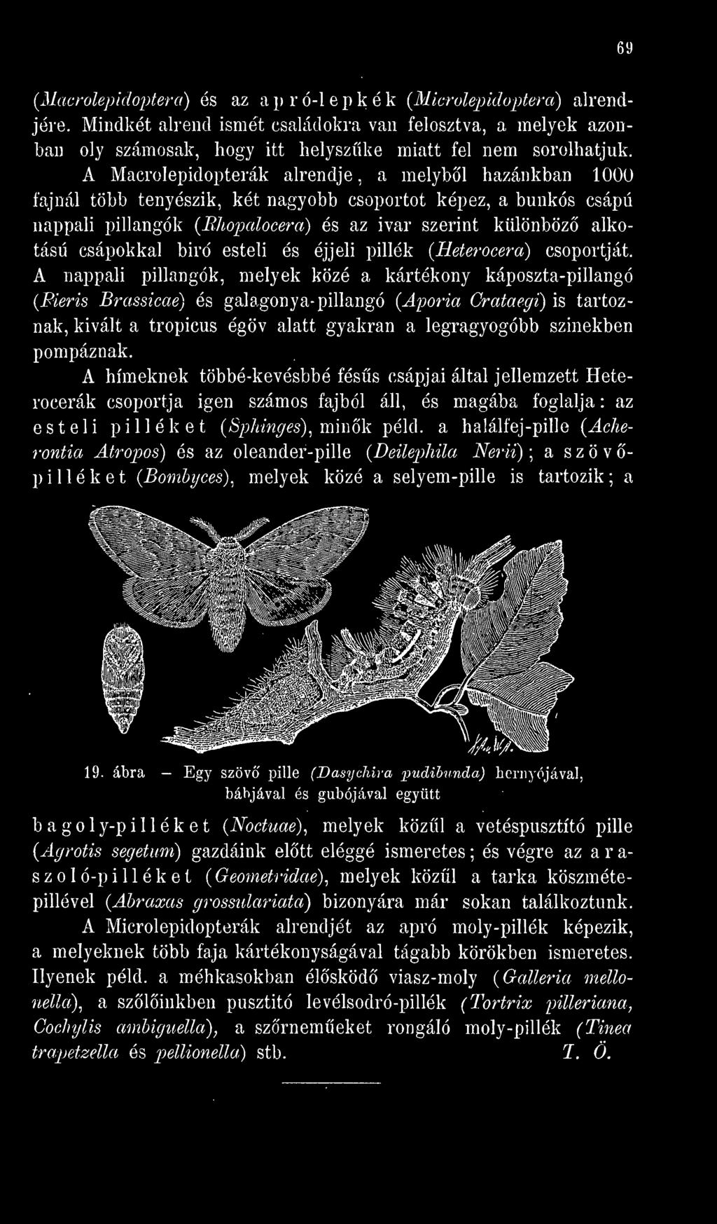A nappali pillangók, melyek közé a kártékony káposzta-pillangó (Pieris Brassicae) és galagonya- pillangó {Aporia Crataegi) is tartoznak, kivált a tropicus égöv alatt gyakran a legragyogóbb színekben