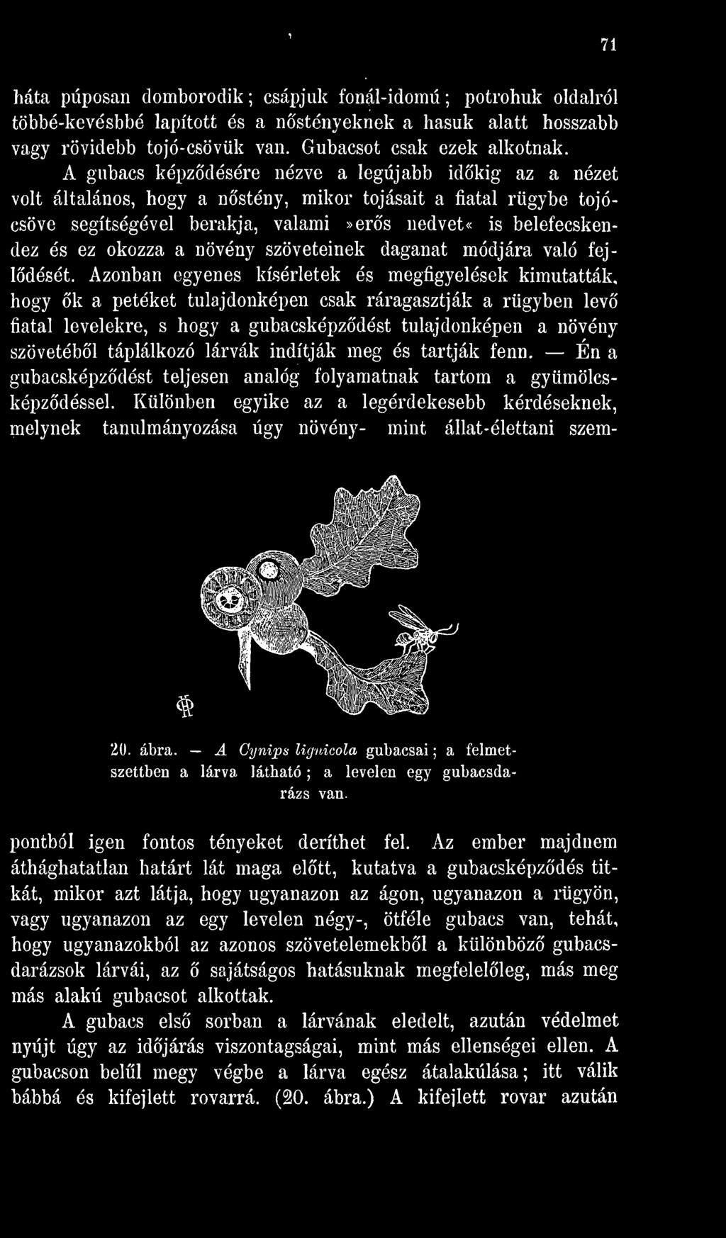 táplálkozó lárvák indítják meg és tartják fenn. Én a gubacsképzdést teljesen analóg folyamatnak tartom a gyümölcsképzdéssel.