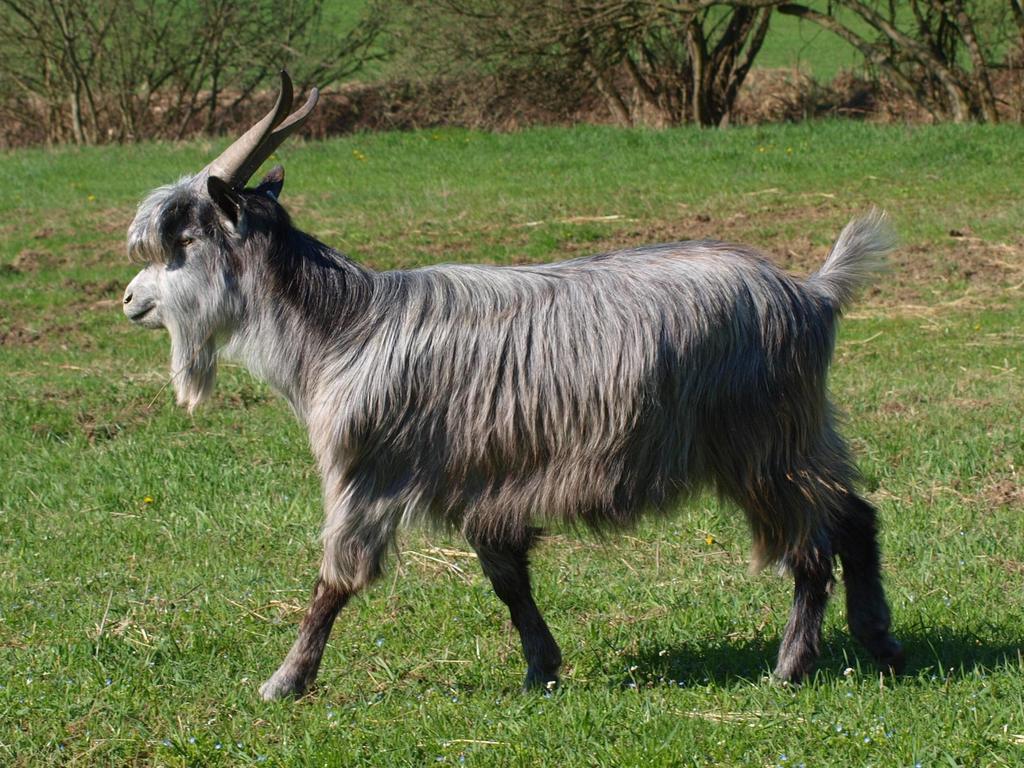 Magyar