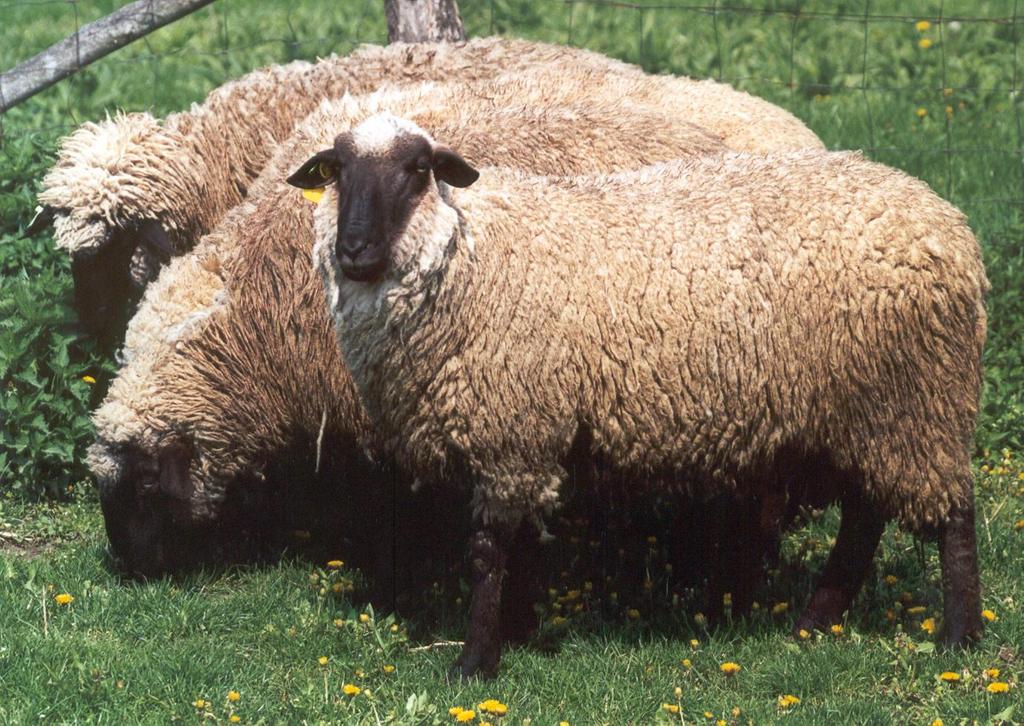 Cigája