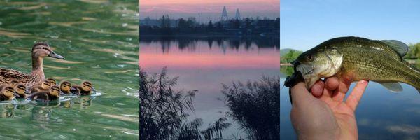 Omszk-tó, Budakalász Az emaqua alkalmazásának fontossága természetes és mesterséges vizekben A túlzott szerves anyag felhalmozódás a felszíni vizekben az élet számára kedvezőtlen folyamatokat