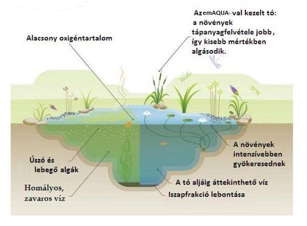 Tavak javasolt kezelése emaqua-val 1. Kipermetezéses módszer Tavasszal, amikor a víz hőmérséklete először emelkedik 5 0 C felé (az első algalerakódás előtt) érdemes megkezdenünk a kezelést.