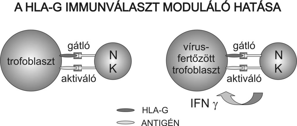 Magyar Tudomány 2005/6 ölõsejtek (NK) gátló és aktiváló receptorok segítségével ismerik fel az eliminálandó sejtet (2. ábra).