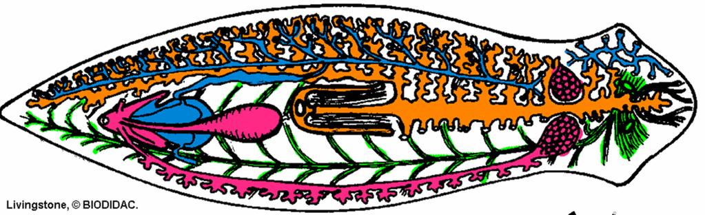 Cl.: Örvényférgek (Turbellaria( 3000 faj (80) kis méret: 0,1 mm - 10 cm (60 cm) ált. szabadon élők Kültakaró: rhabditek Táplálkozás: : iszapfogyasztók, dögevők, ragadozók, szimbionta Cl.