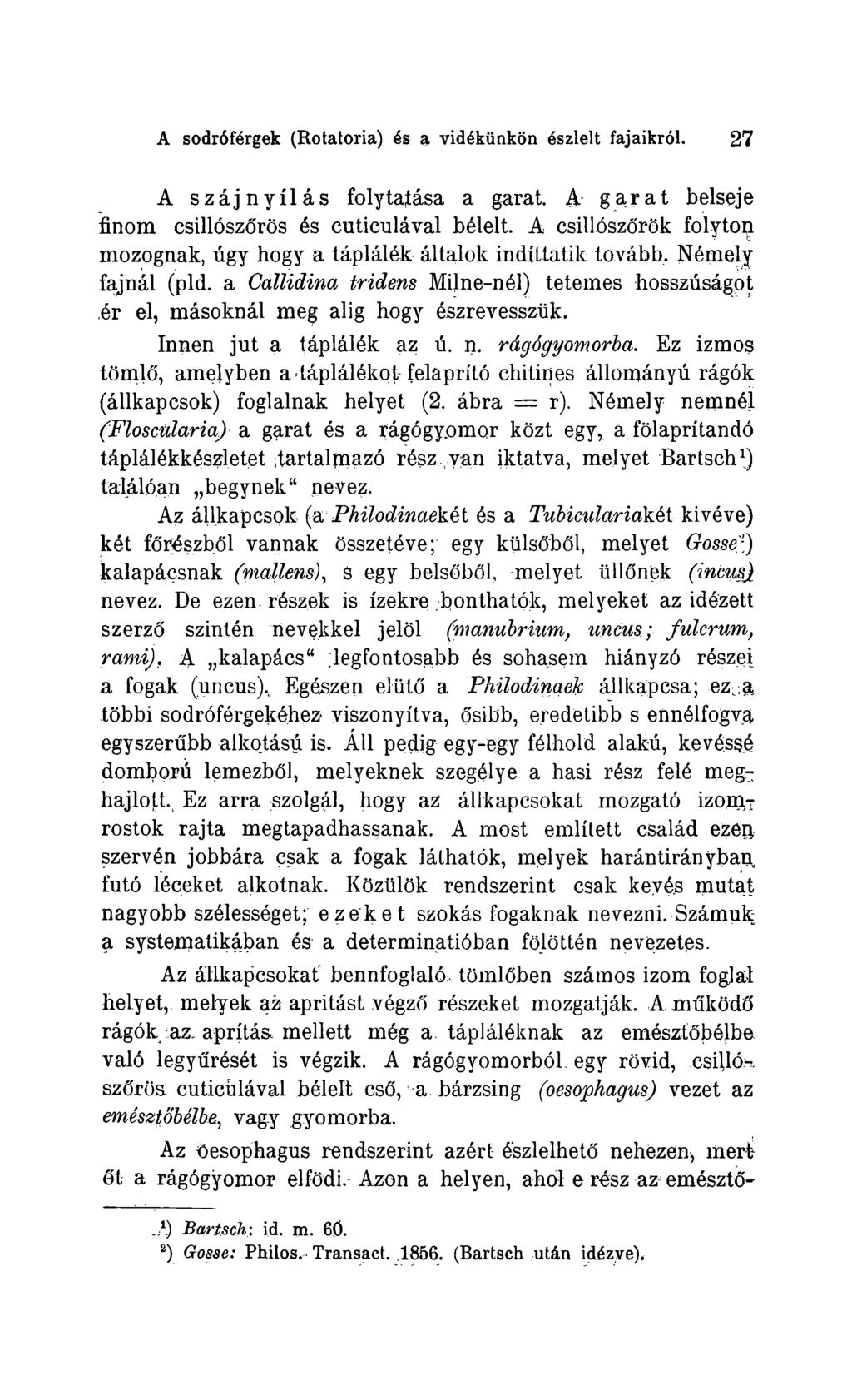 A sodróférgek (Rotatoria) és a vidékünkon észlelt fajaikról. 2 7 A szájnyílás folytalása a garat. A garat belseje finom csillószó'rós és cuticulával bélelt.